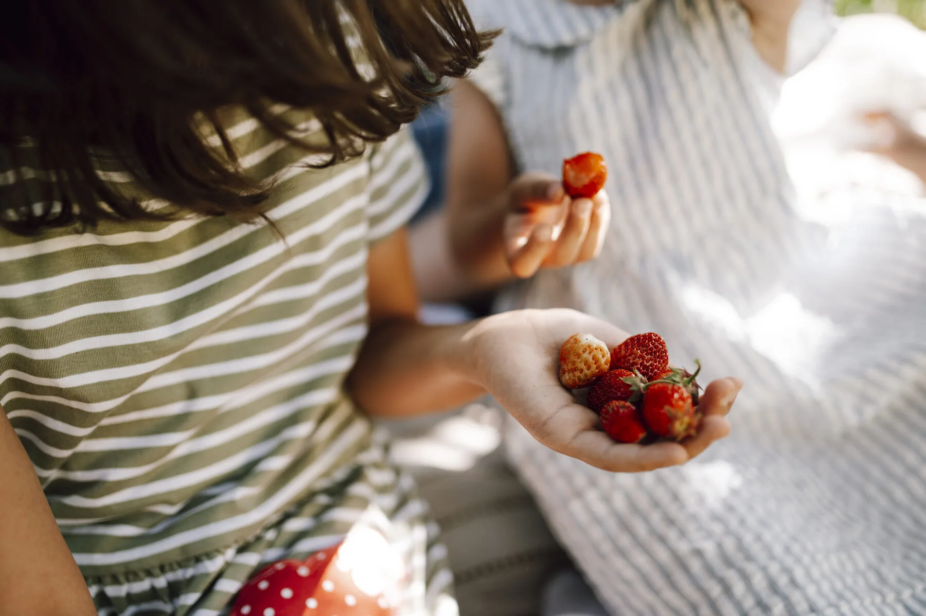 Zwei Kinder pflücken reife Erdbeeren im Garten und halten sie in den Händen