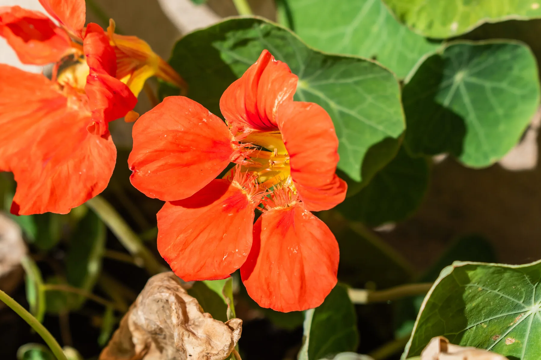 Leuchtend orange Blüte der Kapuzinerkresse zwischen runden grünen Blättern