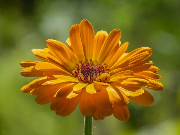 Leuchtend orange Blüte der Ringelblume mit gefülltem Blütenkopf in Nahaufnahme