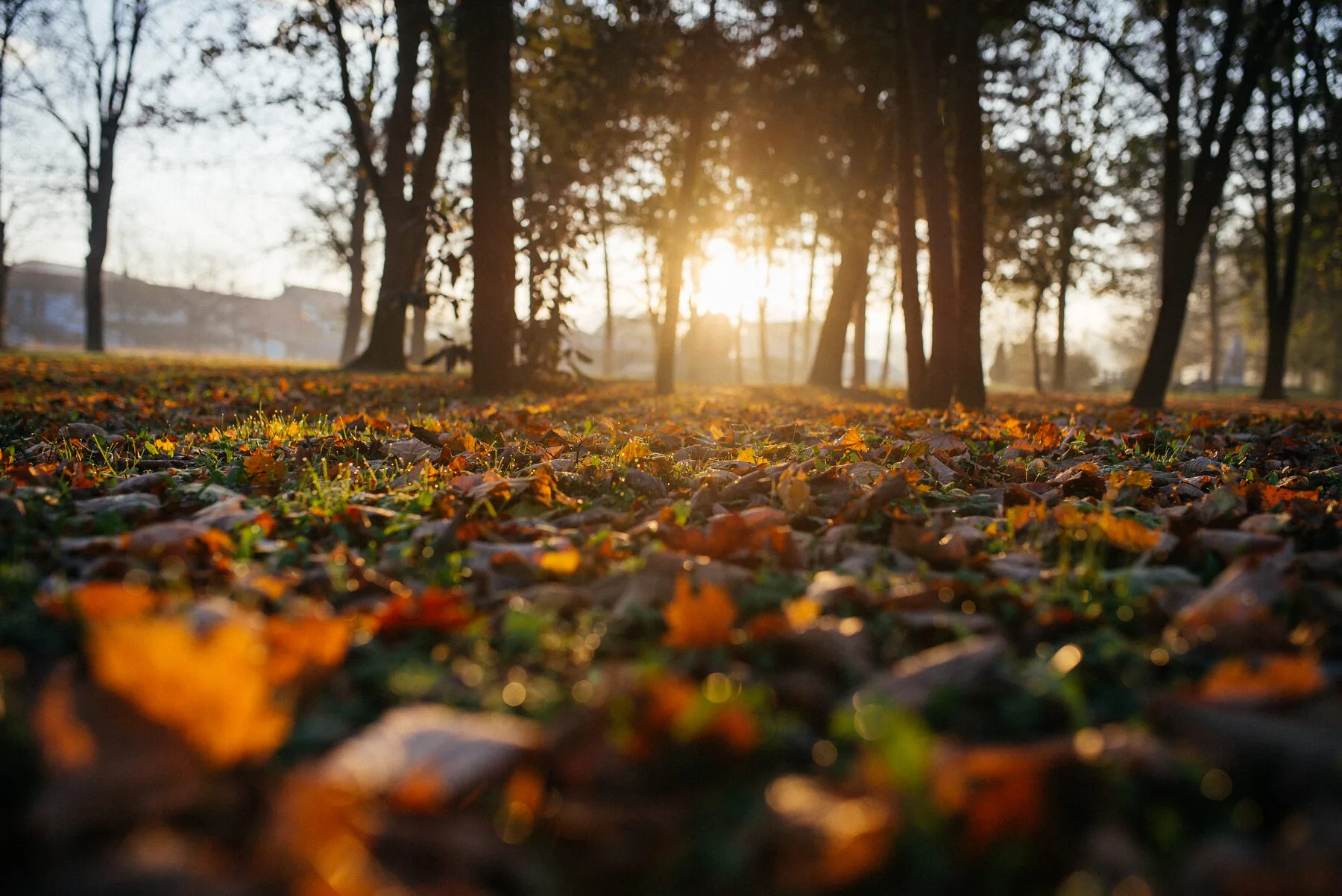Buntes Herbstlaub auf dem Boden zwischen Bäumen