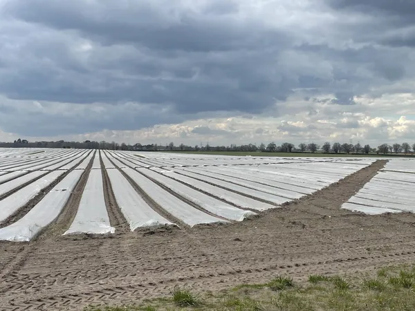 Gemüsebeet unter einer aufgelegten Lage Gartenvlies zum Frostschutz