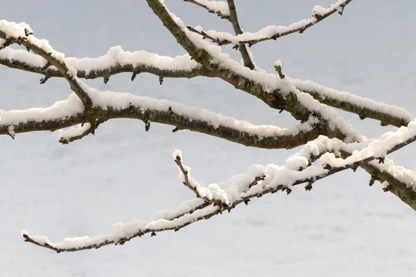 Schneebeladene Zweige eines Kirschbaums vor winterlichem Himmel