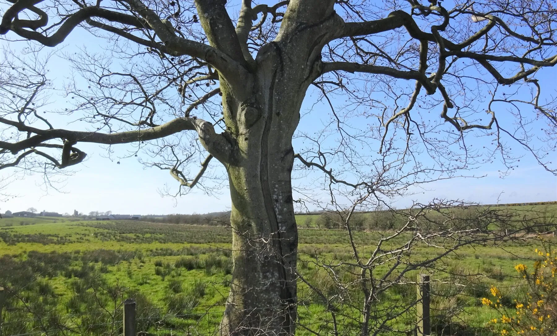 Langer senkrechter Frostriss in der Rinde eines Baumstamms