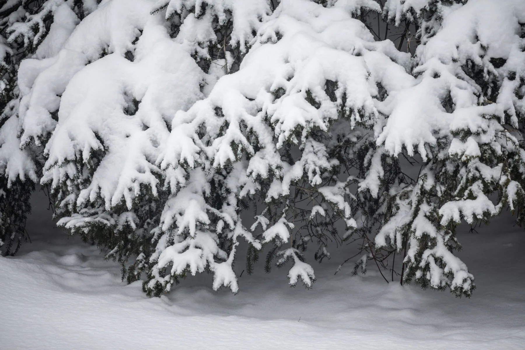 Dick mit Schnee bedeckte Baumzweige biegen sich unter der Last