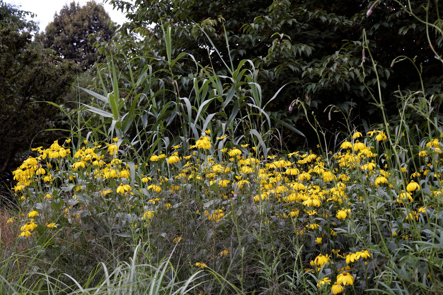 Ein Kiesgarten mit trockenheitsverträglichen Stauden zwischen mineralischem Mulch