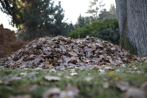 Großer Haufen bunt gefärbtes Herbstlaub unter kahlen Bäumen