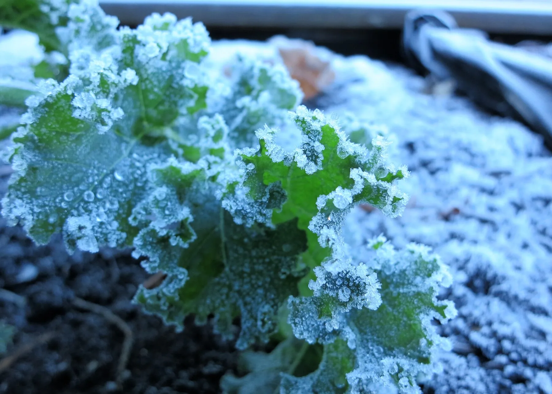 Grünkohlblätter mit Raureif überzogen an einem klaren Frostmorgen im Beet