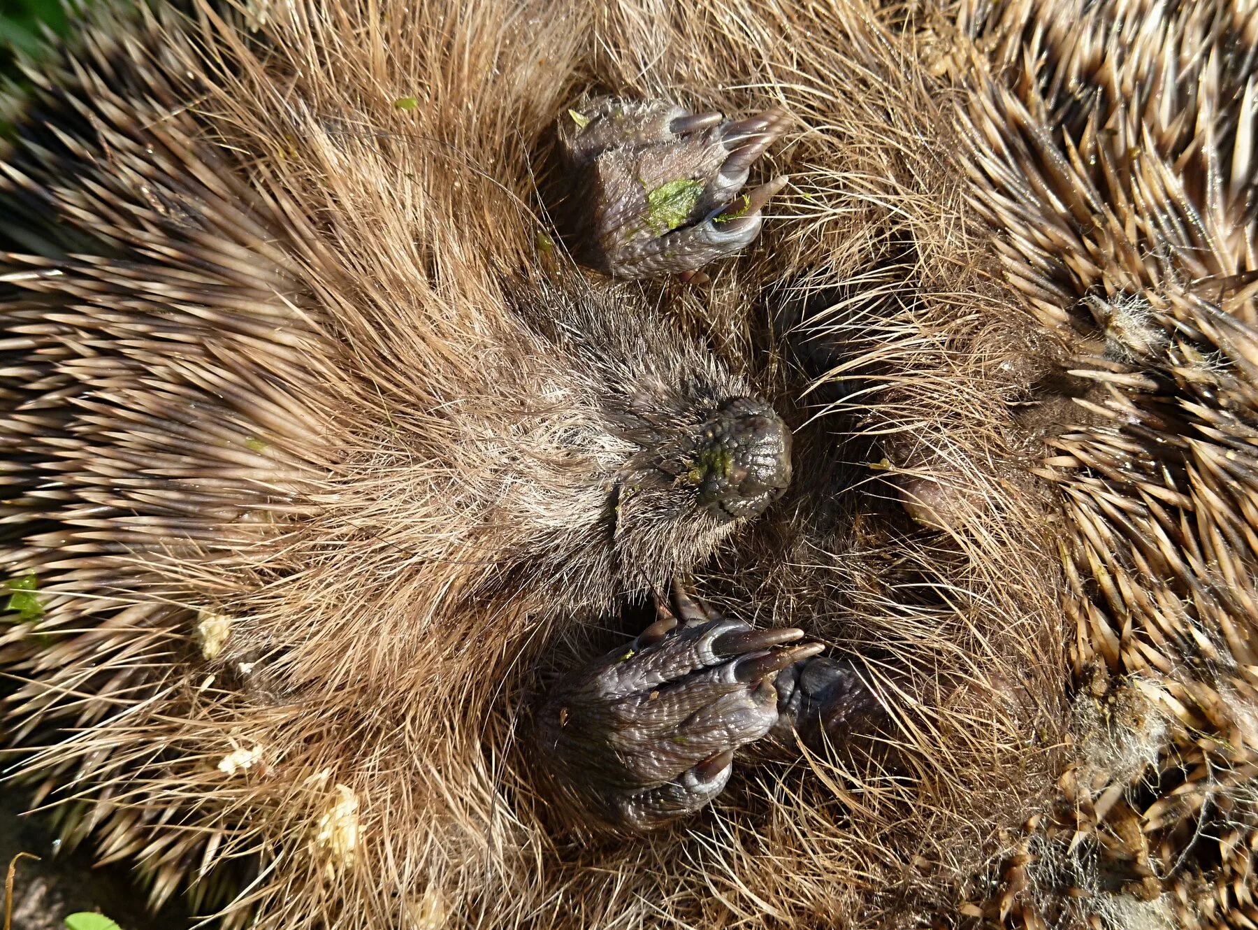 Igel läuft über den Boden, im Hintergrund Laub und Gartenbewuchs