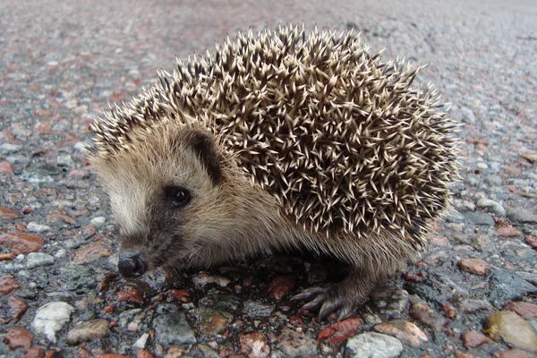 Ein Igel läuft über eine herbstliche Wiese mit welkem Gras.