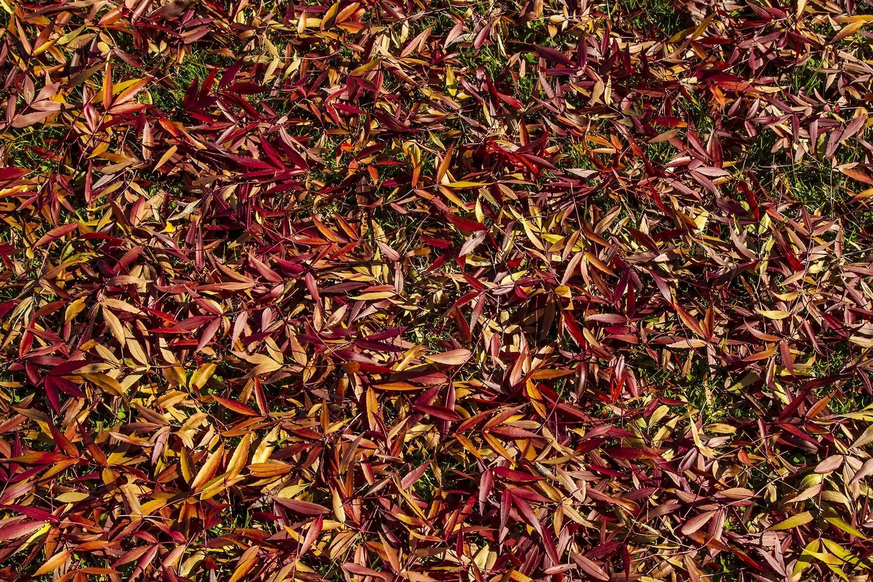 Eine dicke Schicht bunter Herbstblätter bedeckt den Boden unter einem Strauch.