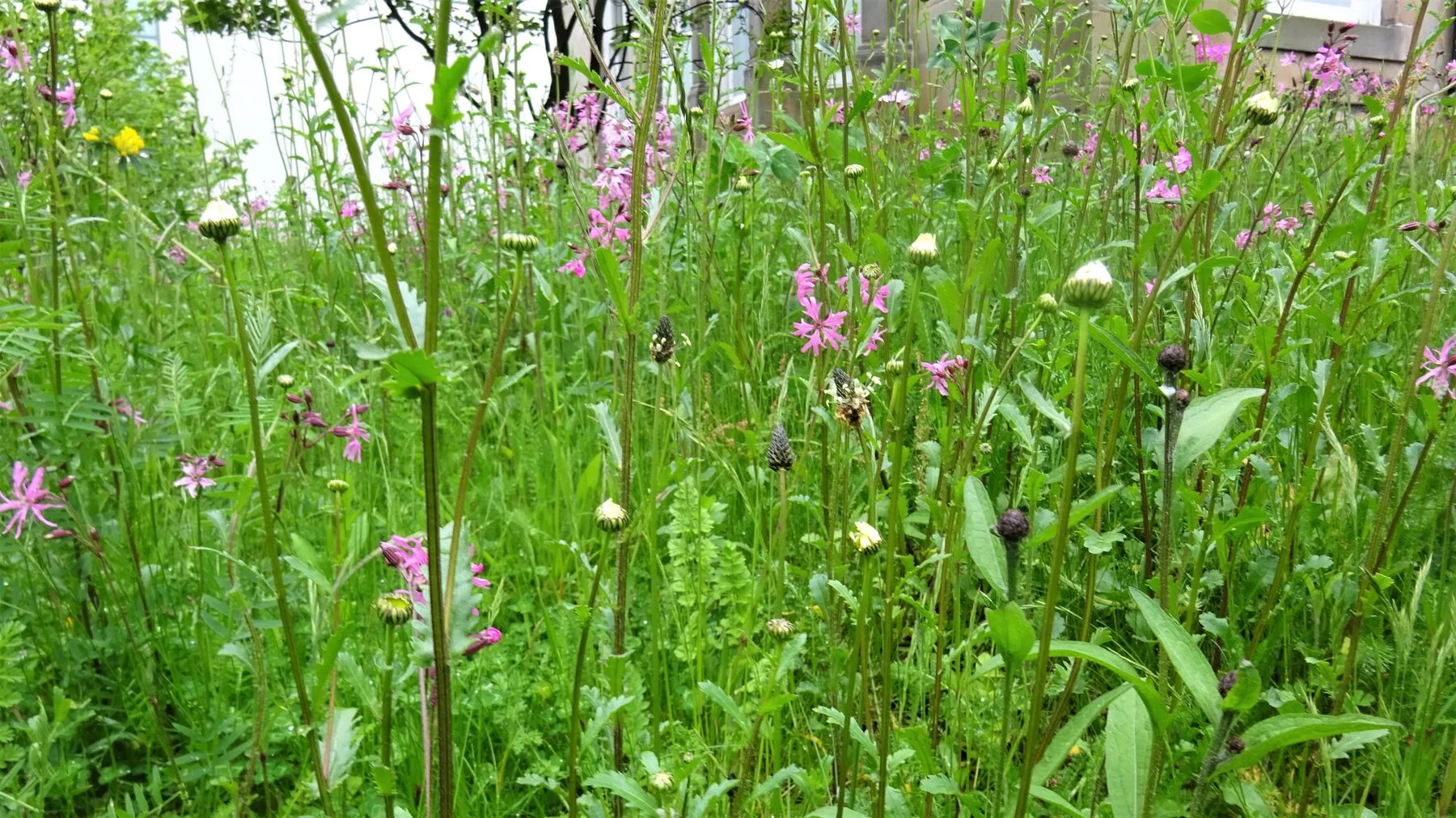 Bunt blühende Wildblumenwiese mit Margeriten, Mohn und Kornblumen an einem sonnigen Sommertag