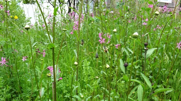 Bunt blühende Wildblumenwiese mit Margeriten, Mohn und Kornblumen an einem sonnigen Sommertag
