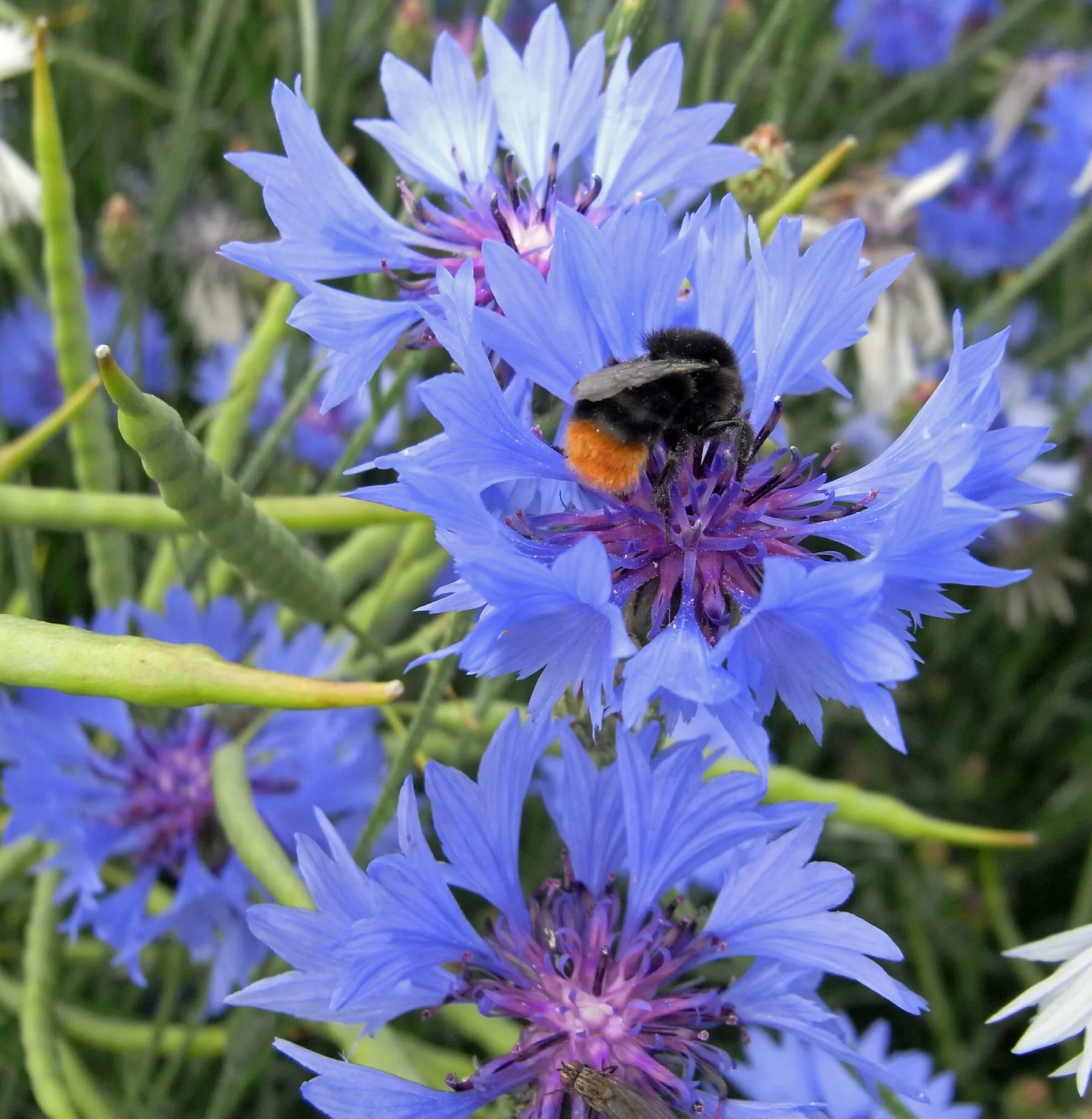 Hummel bestäubt eine blaue Kornblume in einer Wildblumenwiese