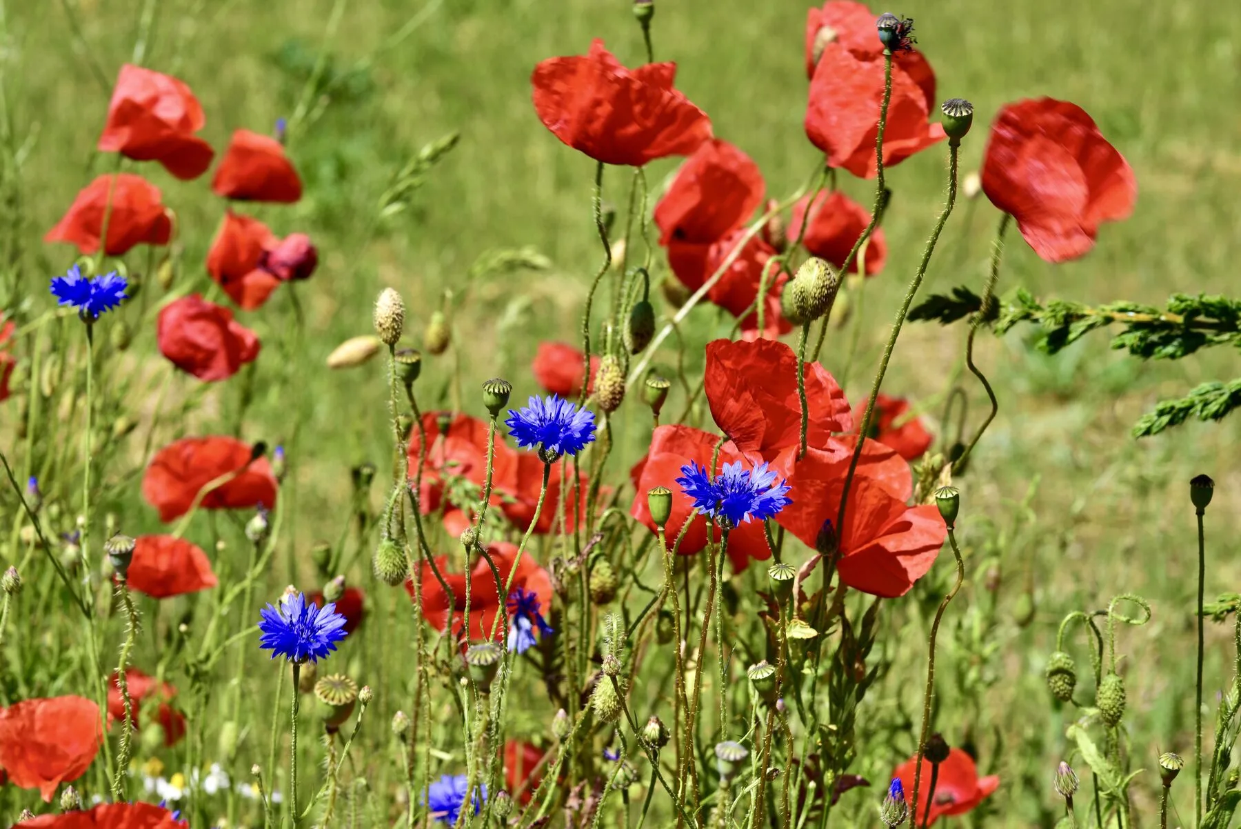 Wiese voller roter Mohnblumen und blauer Kornblumen im Sommer