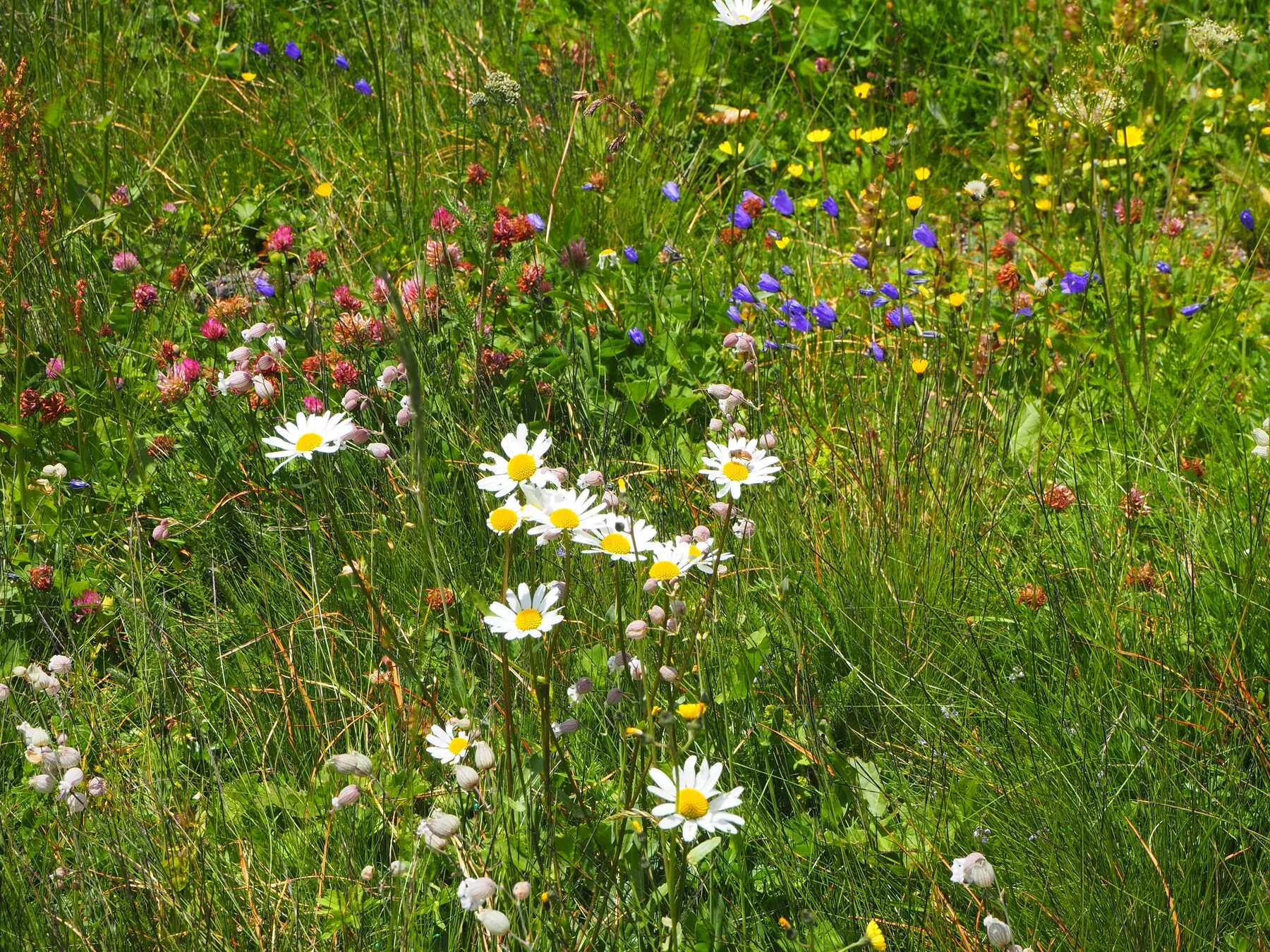 Magere Bergwiese voller weißer Margeriten als Beispiel für artenreiche Wildblumenwiesen auf nährstoffarmem Boden
