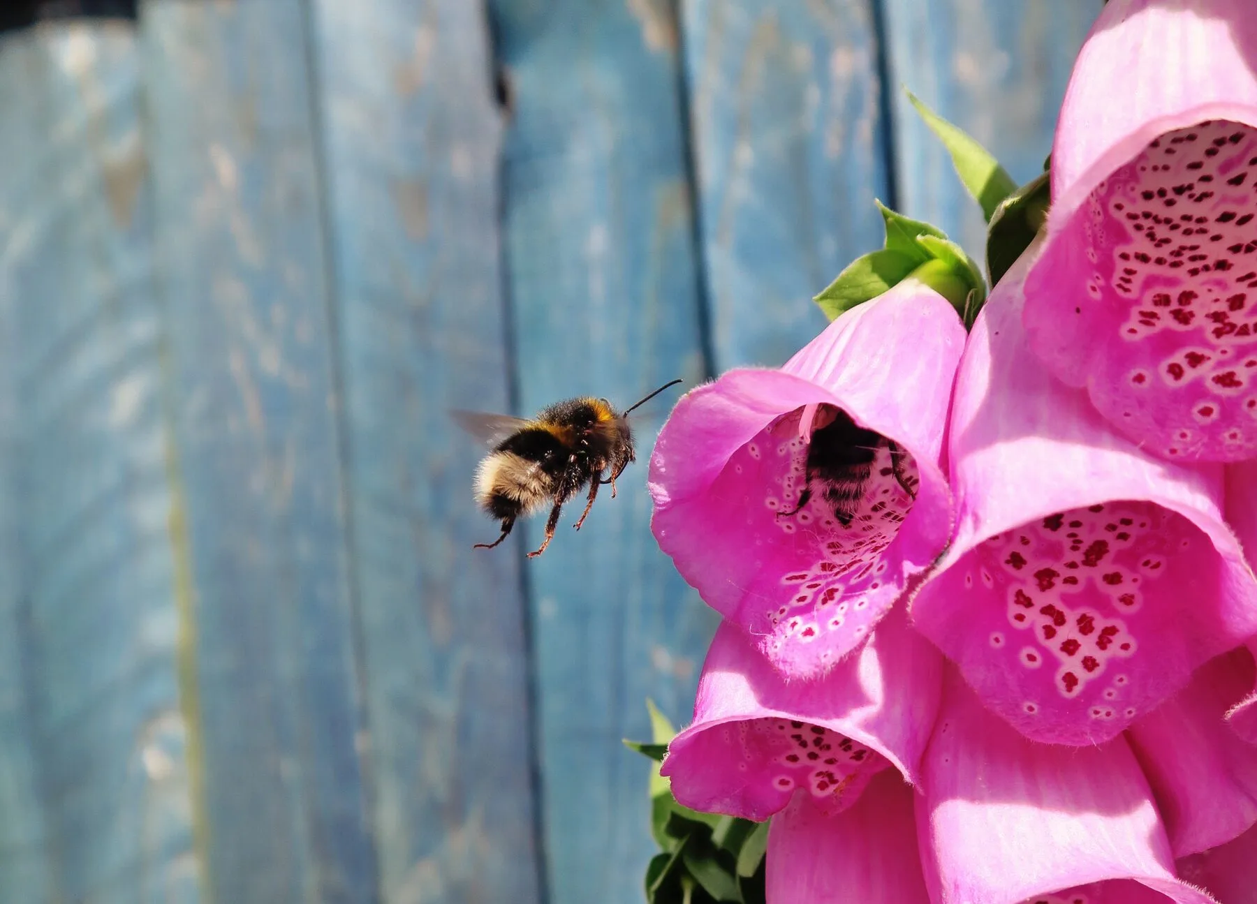 Eine Hummel fliegt in die tiefe Röhrenblüte eines Fingerhuts.