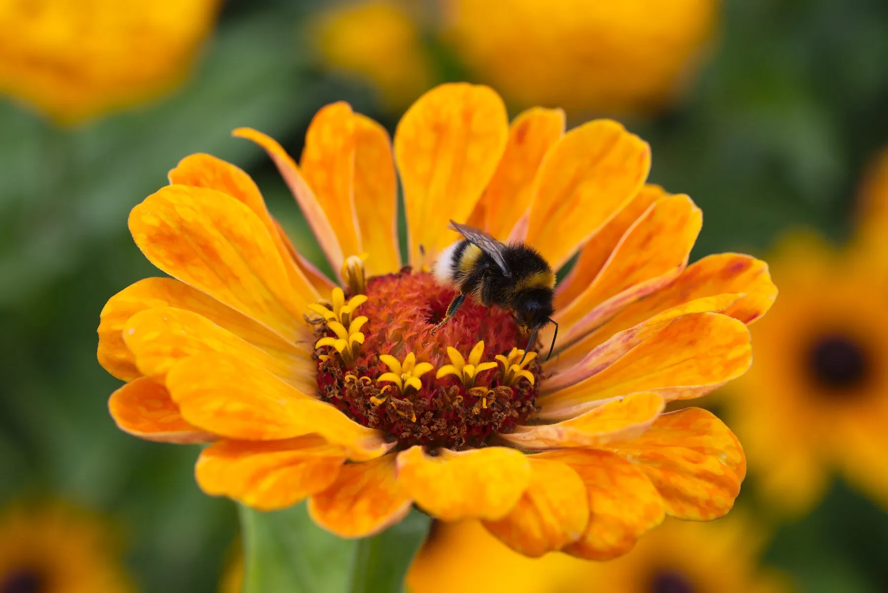 Eine Dunkle Erdhummel mit gelben Binden sitzt auf einer Blüte.