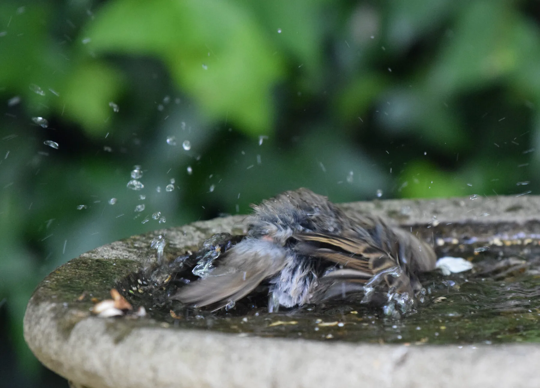 Junger Haussperling badet in flachem Wasser und spritzt mit den Flügeln