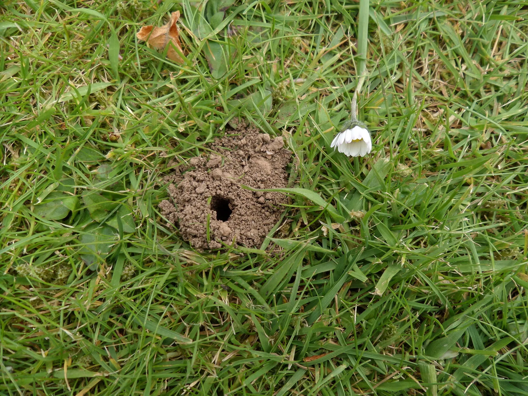 Kleine runde Nesteingänge einer Sandbiene im offenen Boden, jeweils mit einem Ring aus ausgegrabenem Sand
