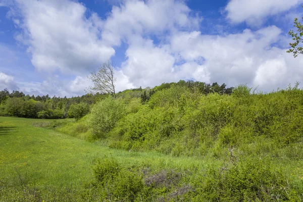 Gestufte Wildhecke aus heimischen Sträuchern am Feldrand, dicht verzweigt und mehrreihig gewachsen