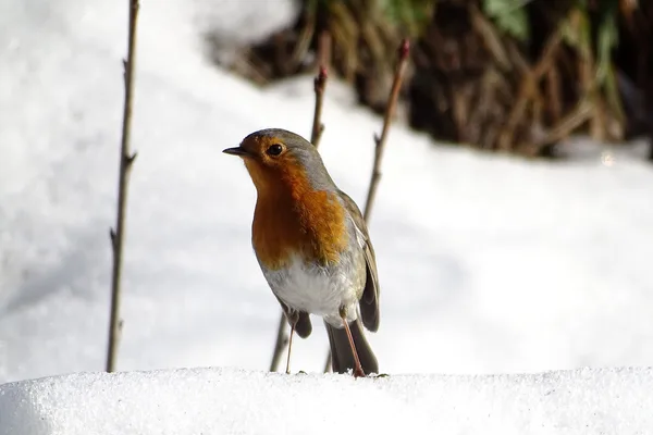 Rotkehlchen sitzt aufgeplustert auf einem kahlen Zweig im Winter