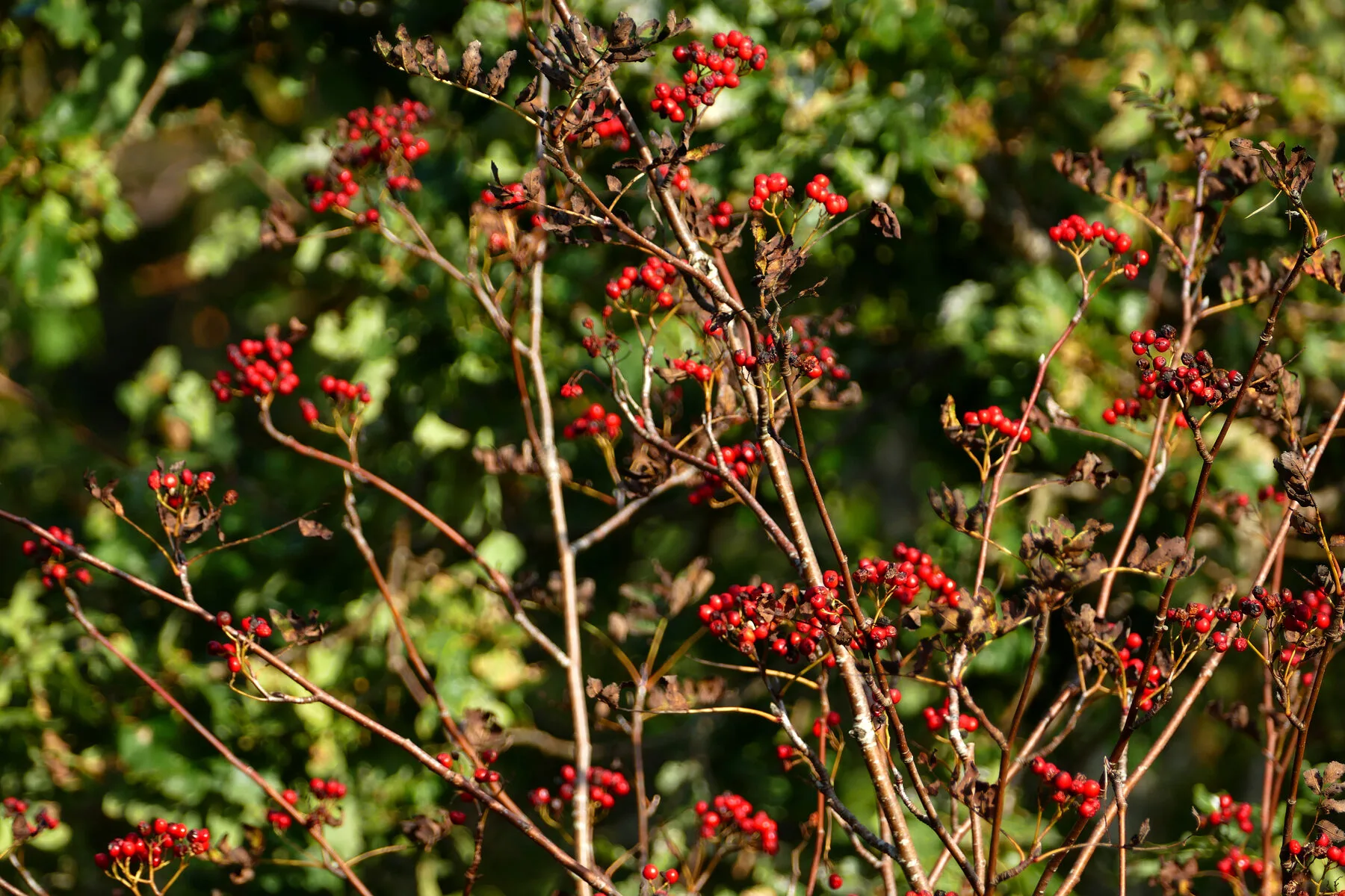 Leuchtend rote Beeren der Eberesche in dichten Dolden an einem Herbsttag
