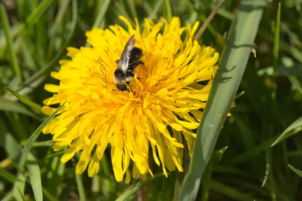 Aschgraue Sandbiene mit schwarz-grauer Behaarung, eine im Boden nistende Wildbiene, auf sandigem Untergrund