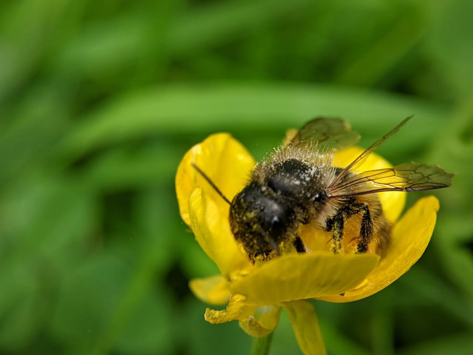 Red mason bee with fox-red hair, a common occupant of nesting aids in spring