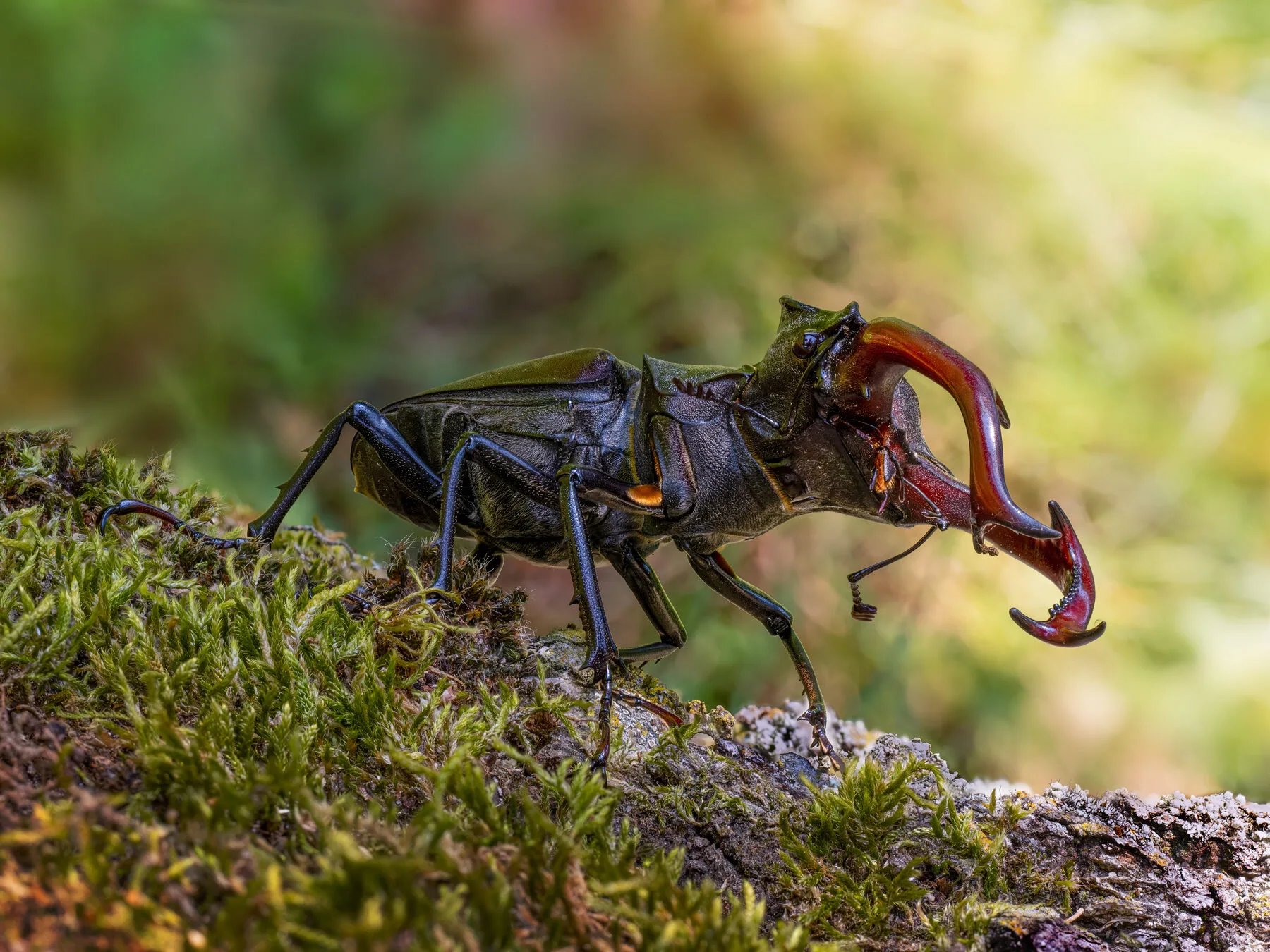 Männlicher Hirschkäfer mit großen geweihartigen Oberkiefern auf Totholz