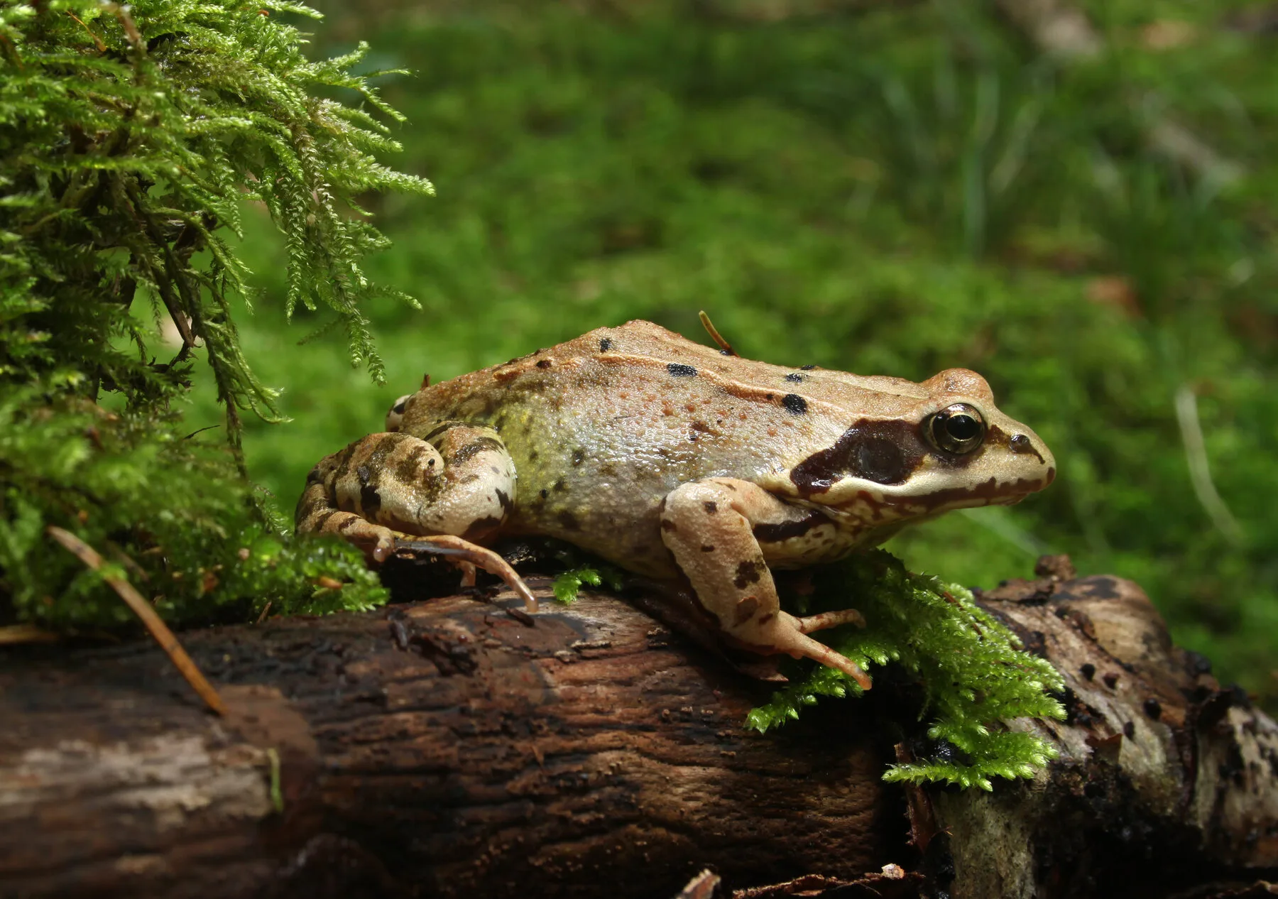 Grasfrosch im Seitenprofil am Rand eines Gartenteichs