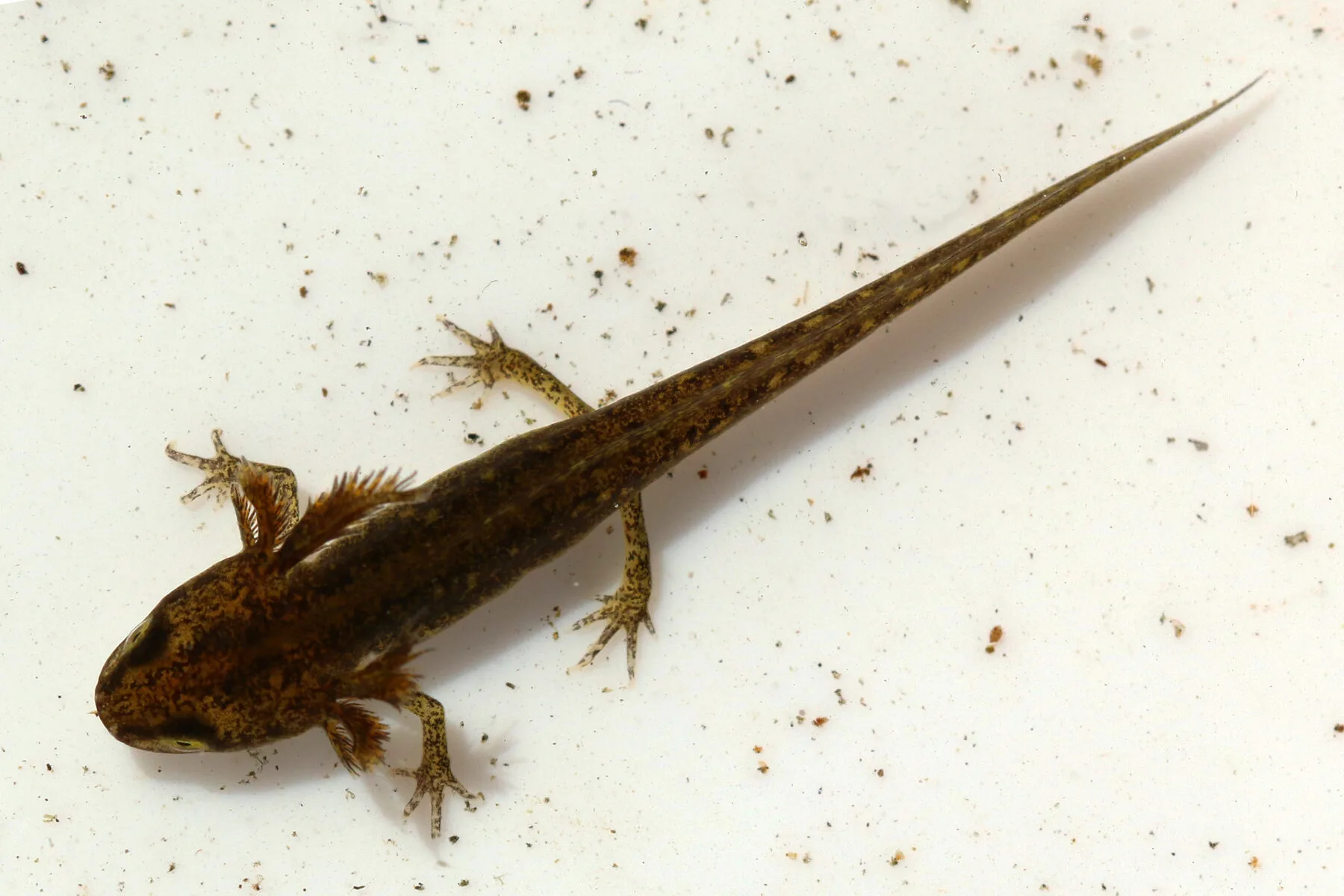 Teichmolch mit gelblich geflecktem Bauch im flachen Wasser