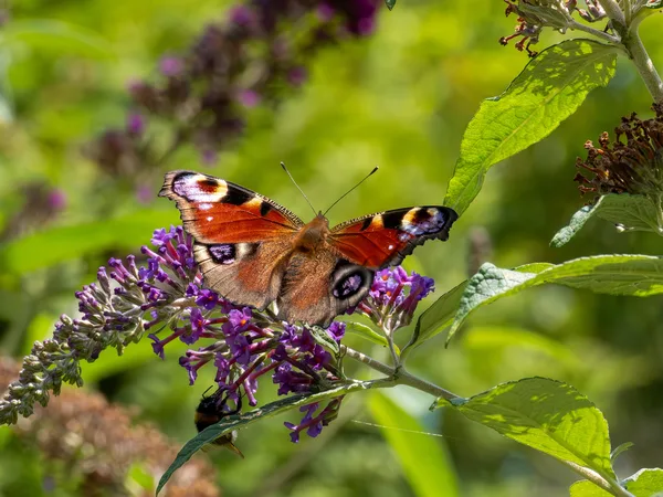 Ein Tagpfauenauge mit geöffneten Flügeln saugt Nektar an einer violetten Blütenrispe des Schmetterlingsflieders.
