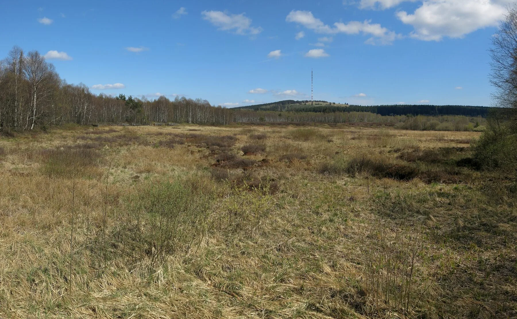 Wide raised bog landscape in the Rotes Moor in the Rhön, with peat mosses, cotton grass and low birches.