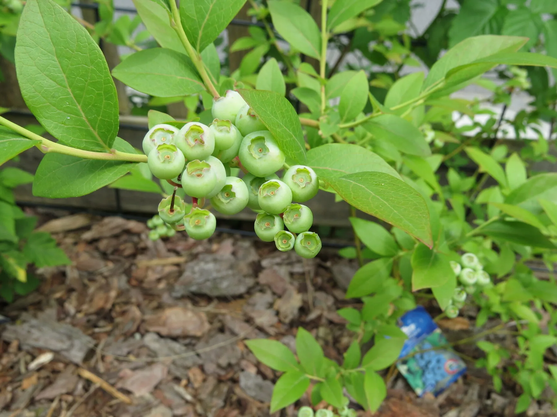 Branch of a cultivated blueberry with still green, unripe berries and leathery leaves.