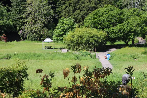Blühende Wildblumenwiese mit hohen Gräsern und bunten Blüten in einem naturnahen Garten