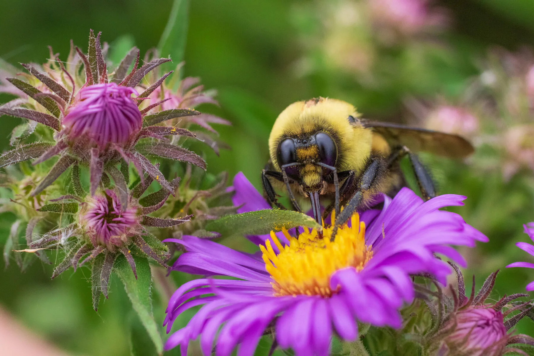 Hummel saugt Nektar an einer violetten Blüte im naturnahen Garten