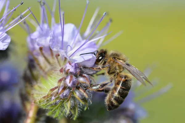 Honigbiene sammelt Nektar an der violetten Blüte des Bienenfreunds (Phacelia)