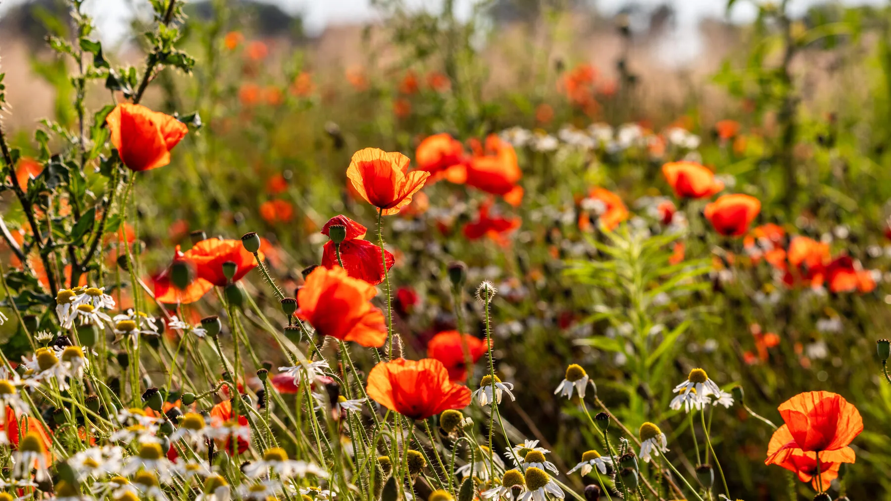 Flowering wildflower area with many different blooms in summer