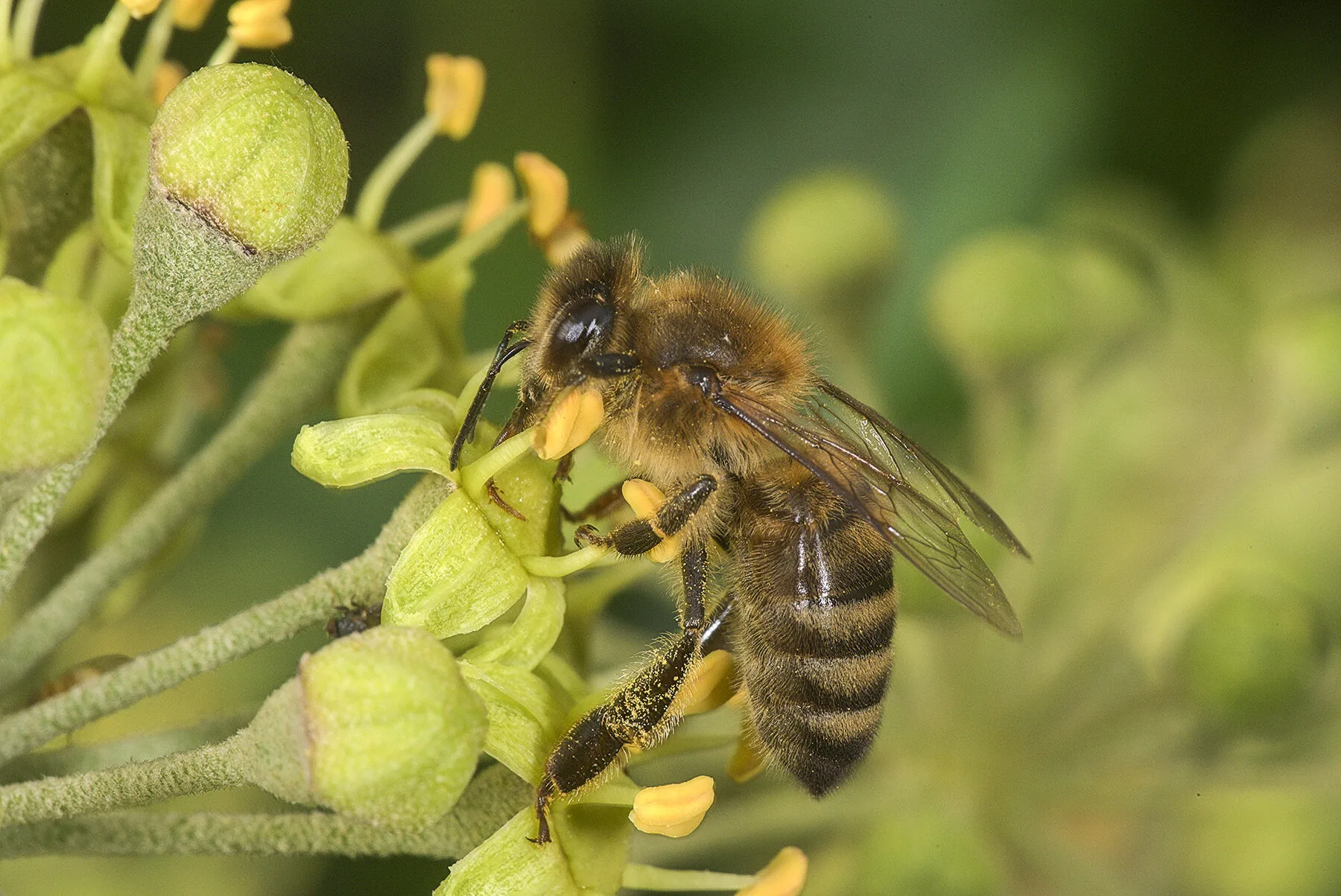 Honeybee on the yellow-green flowers of ivy in autumn