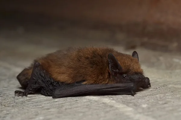 Zwergfledermaus mit ausgebreiteten Flughäuten in Nahaufnahme