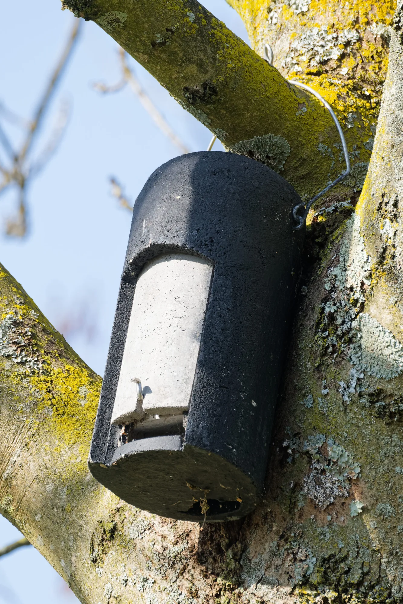 Fledermauskasten aus Holzbeton an einem Baumstamm mit schmalem Einflugspalt nach unten