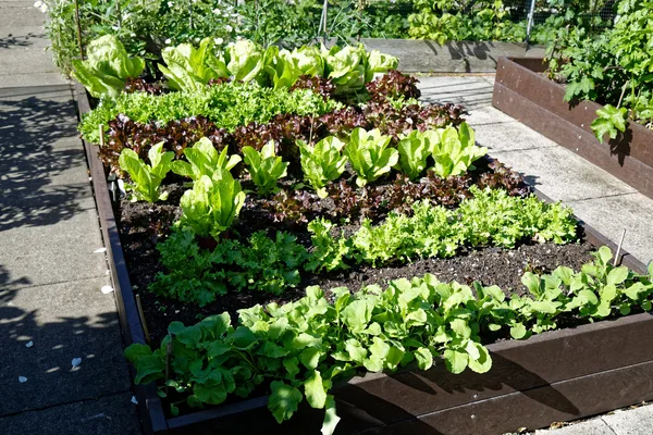Hochbeet aus Holz mit jungem Gemüse in einem Garten
