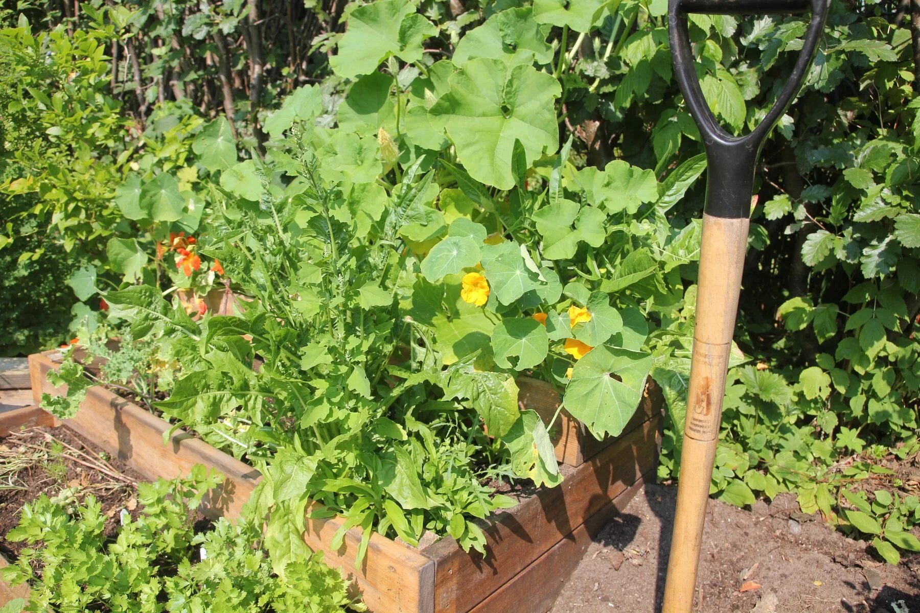 Planted raised bed with lettuce and vegetables in summer