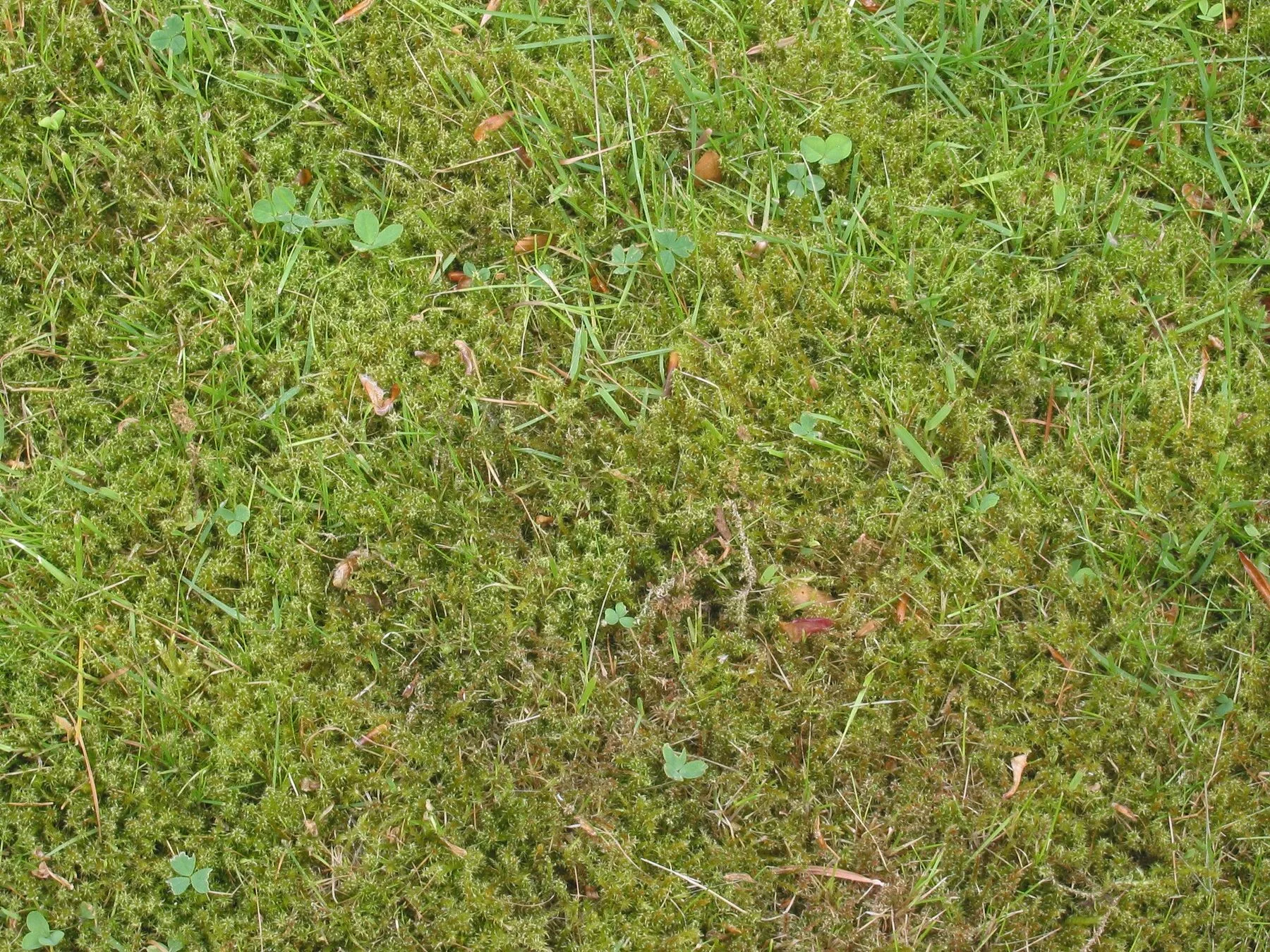 Dichter Rasen mit ausgedehnten Moospolstern zwischen den Grashalmen