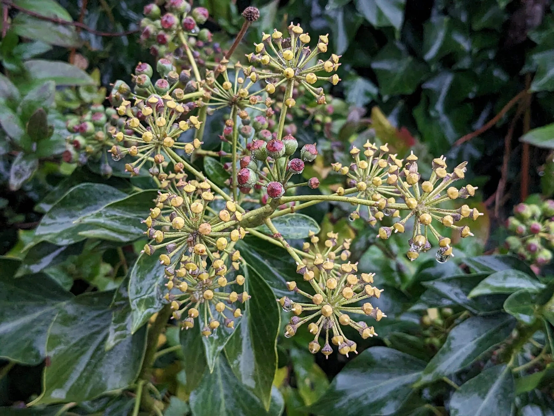 Reife schwarzblaue Efeubeeren in Dolden zwischen dunkelgruenen Blaettern im Spaetwinter