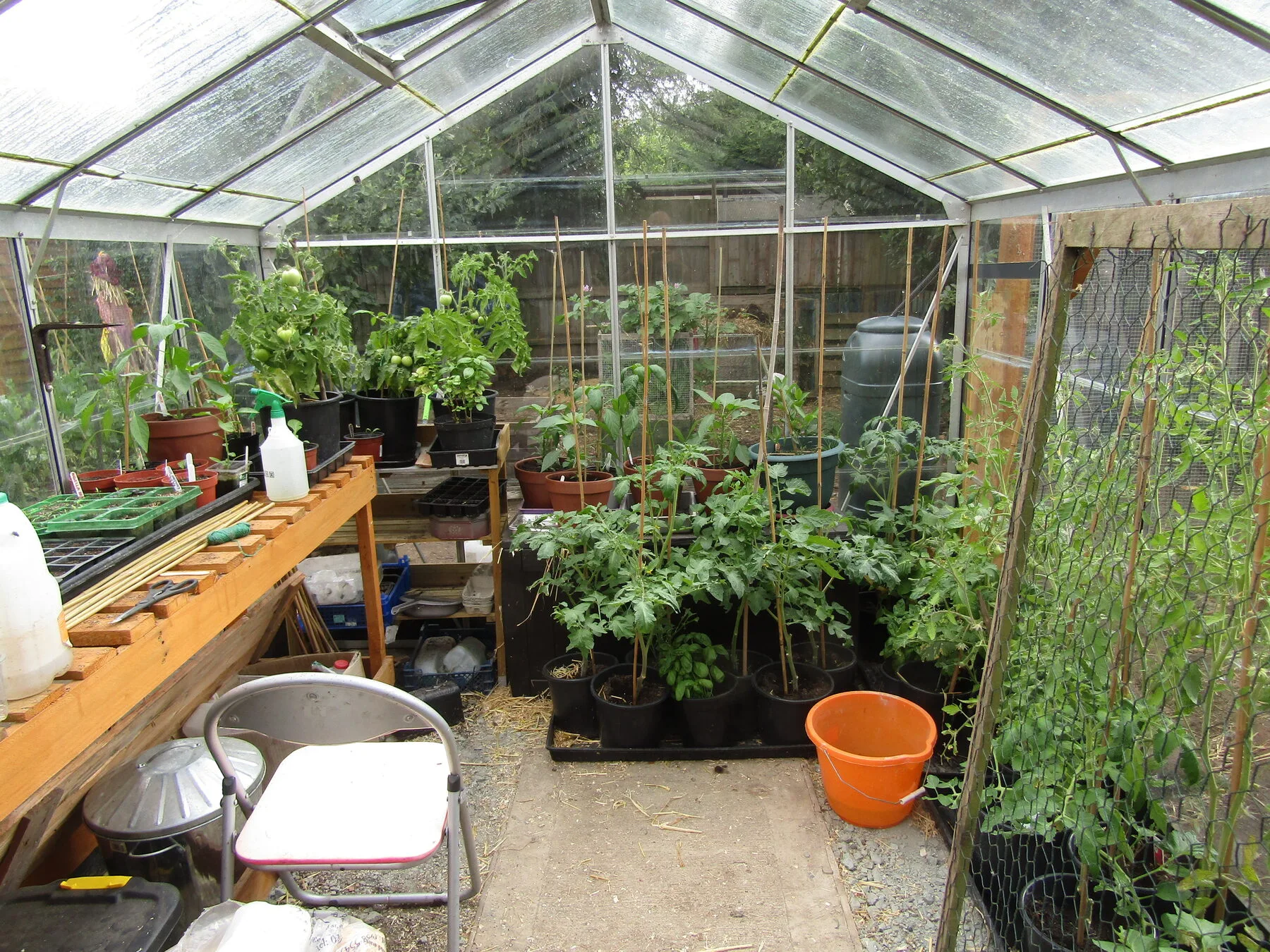 Sommerliches Gewächshaus von innen mit Tomaten und Gurken in vollem Wuchs