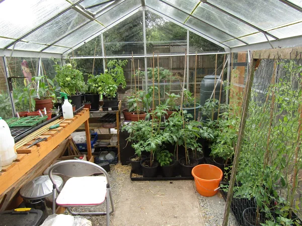 Sommerliches Gewächshaus von innen mit Tomaten und Gurken in vollem Wuchs
