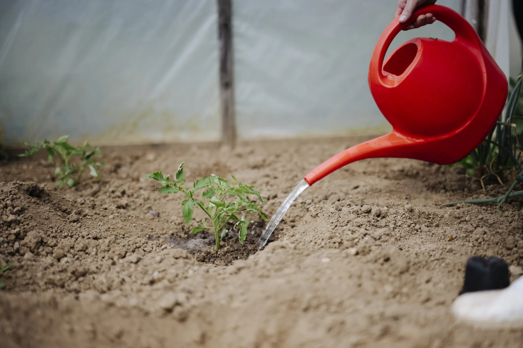 Junge Tomatenpflanzen werden in einem Gewächshaus gegossen