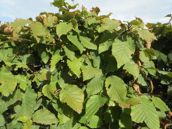 Dichte, frisch geschnittene Hainbuchenhecke im Spätsommer entlang eines Weges