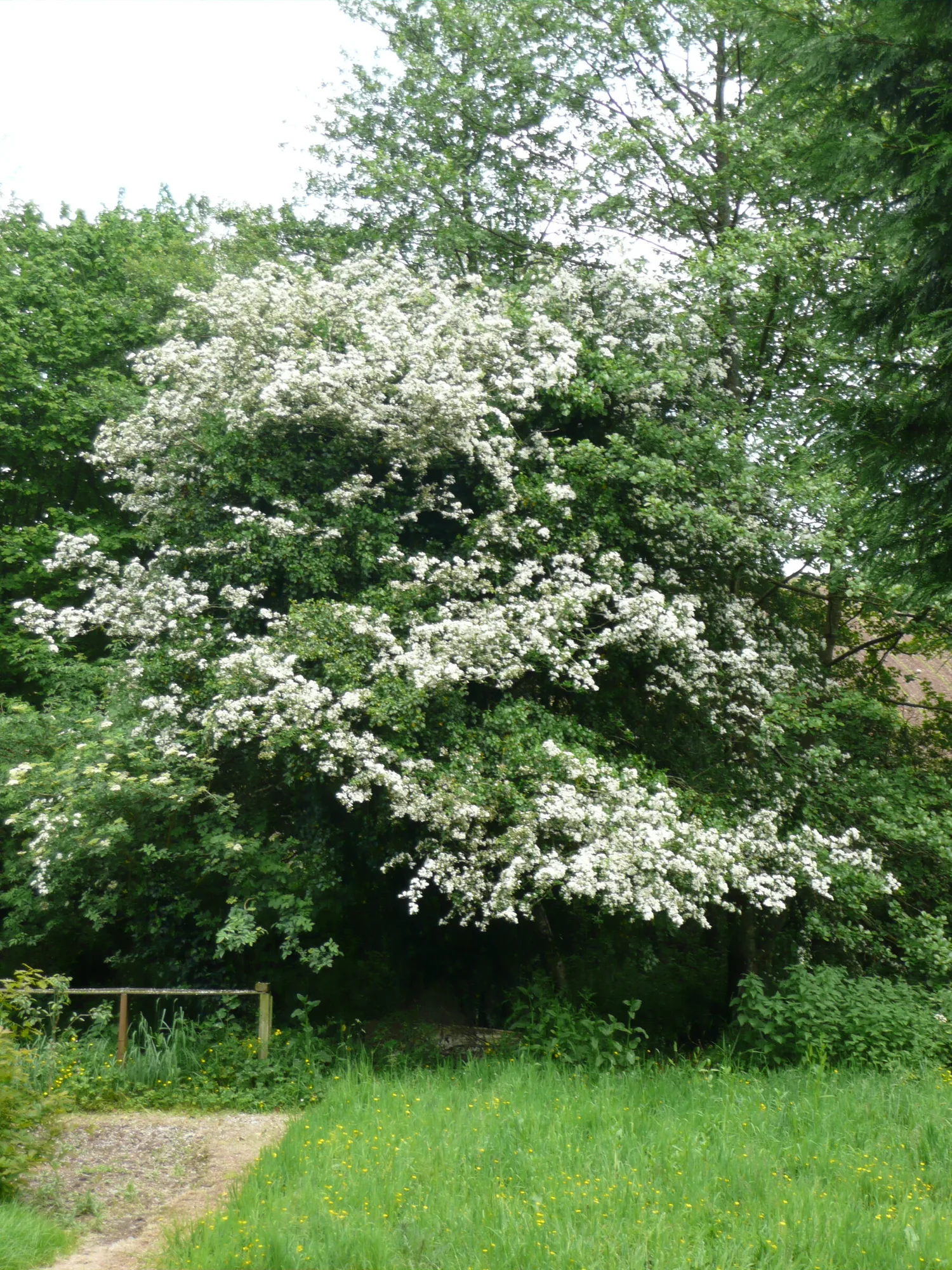 Flowering hawthorn with white blossom as part of a free-growing wild hedge